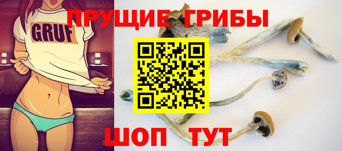 Псилоцибиновые грибы Psilocybine cubensis Карпинск
